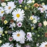 Beautiful Bouquets